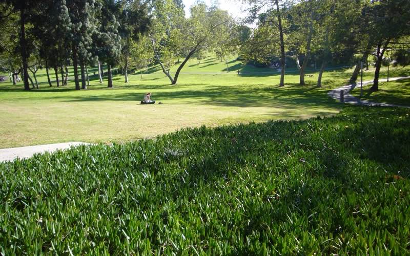 A student sitting alone on the lawn in Aldrich Park at UC Irvine, surrounded by trees.
